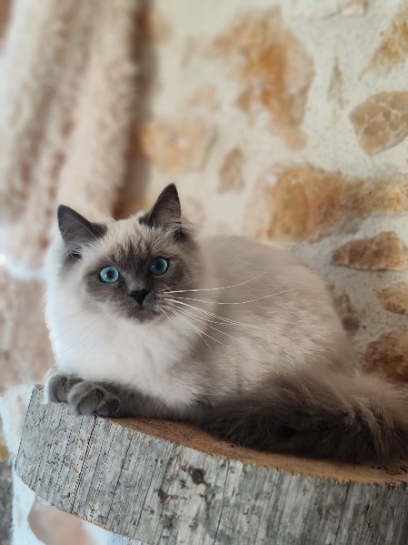 chatterie de l'etoile d'hiver