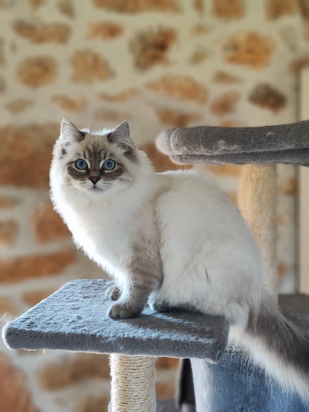 beauty cat 