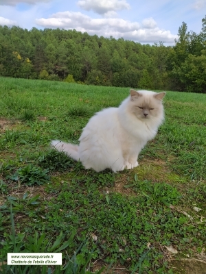 male sauzet belaye prayssac lot garonne male lot tarn chat chaton siberien birmanie sacre