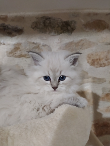 chatterie l'etoile d'hiver nevamasquerade chatterie de l'etoile d'hiver belaye