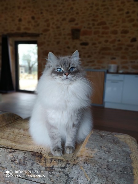 chatterie de l'etoile d'hiver