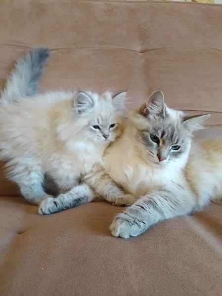 chatte Siberien
