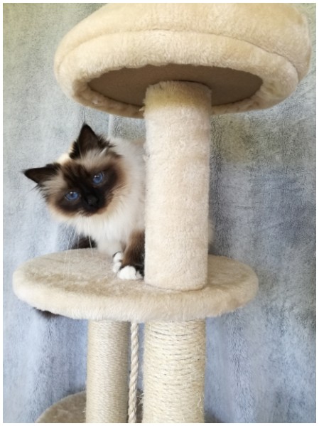 lolita de laf sacre de birmanie