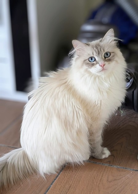 chatte Siberien