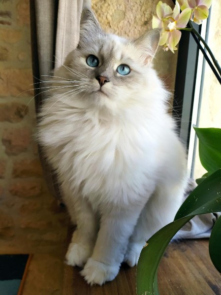 siberien neva masquerade chat sibérien blanc